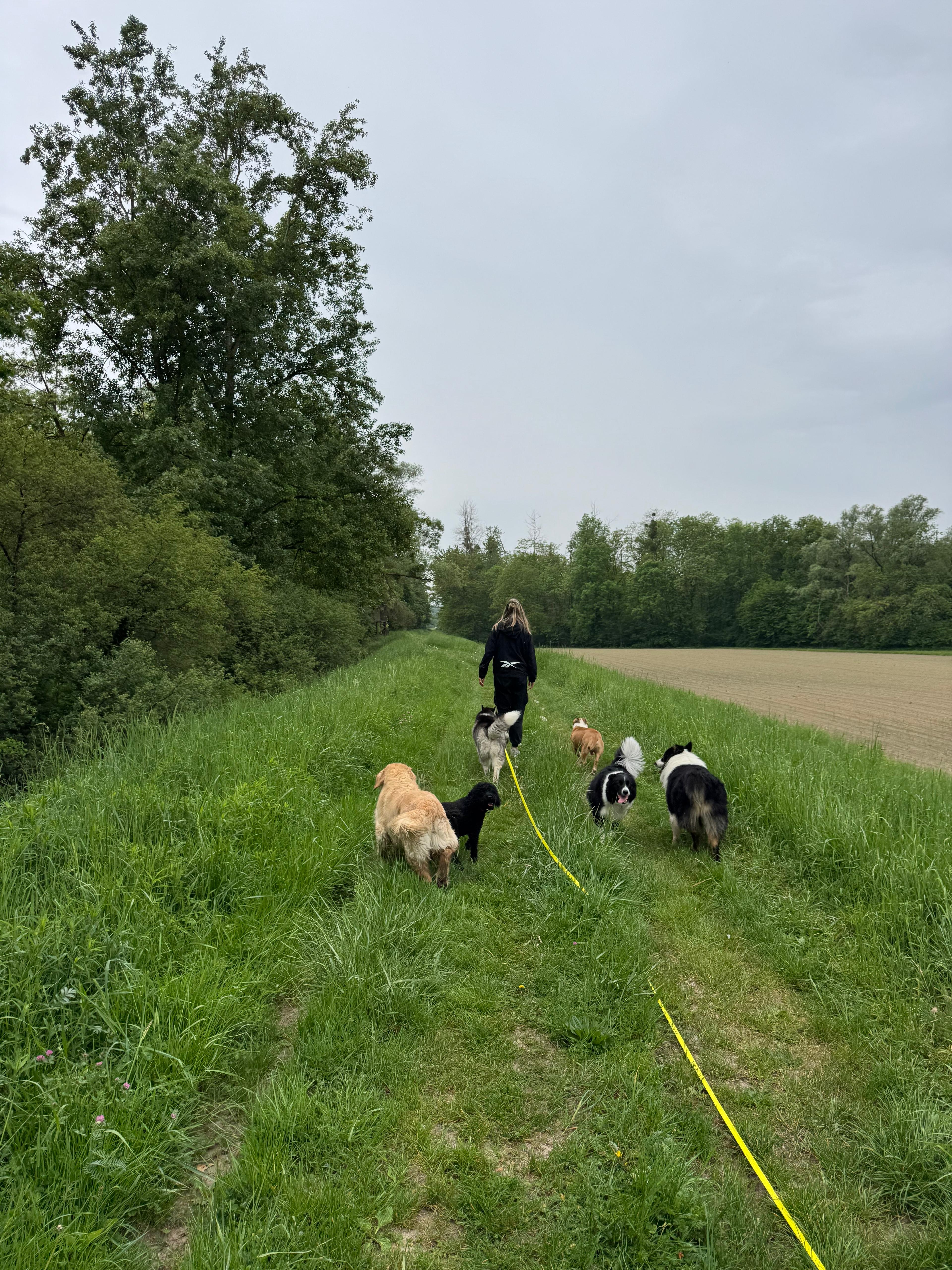 Promenade en meute